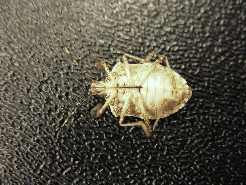Brown Marmorated Stink Bug